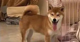 柴犬泰迪超倔強，拆家記仇不聽話，養它們你敢挑戰嗎？