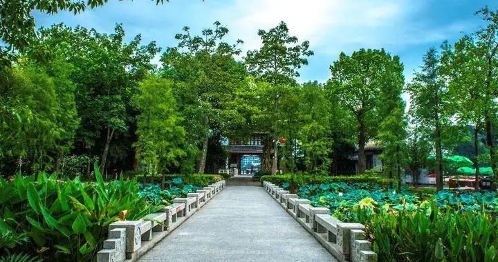 白扁豆，夏季祛溼健脾第一豆