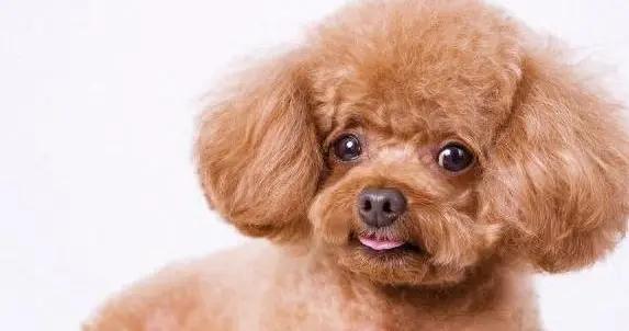 泰迪犬爲啥沒人養？5個毛病讓人頭疼，你還敢養嗎？