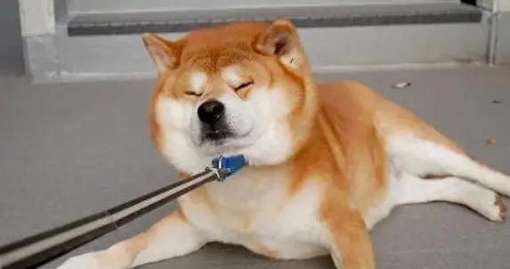 柴犬智商高不高？不聽話愛搗蛋，卻偷喫能把門關好