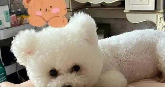 狗狗總黏你走？8個原因揭祕，它的心思你猜對沒？