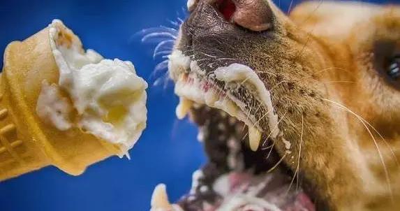 狗狗偷喫甜食開心一刻，卻可能引發糖尿病，你還敢喂嗎？