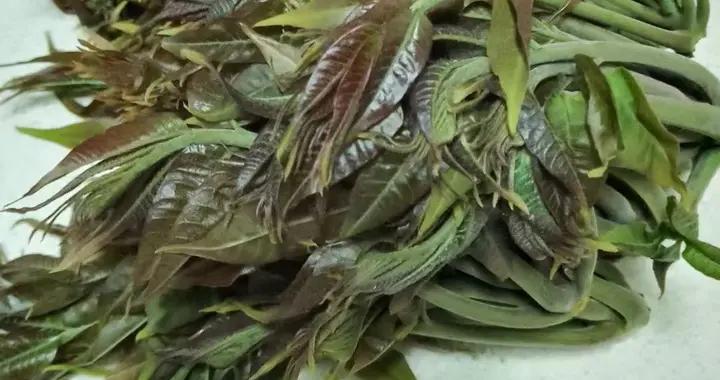 藏在植物裏的浪漫！中國人的“父親樹”與“母親花”