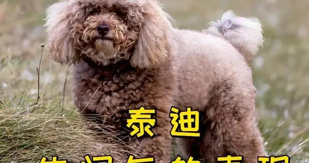 泰迪不聽話的9種表現，你家狗狗中了幾招？