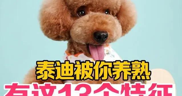 泰迪黏你像小尾巴，13個特徵暴露感情，根本藏不住！