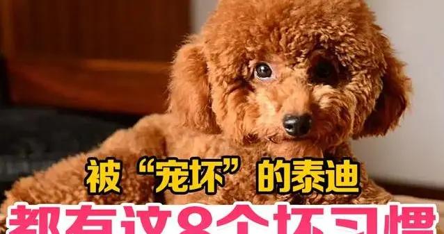 泰迪被寵成小霸王，8個壞習慣讓人頭疼，你家狗中招了嗎？