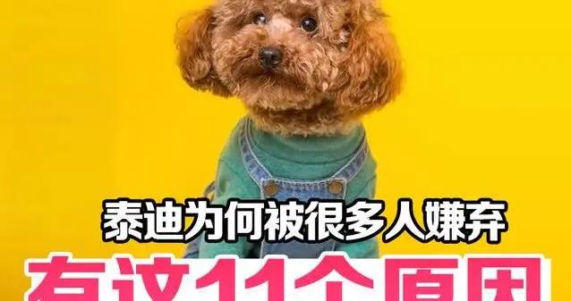 泰迪火遍全網卻被嫌棄？11個缺點讓人頭疼，你踩過幾個坑？