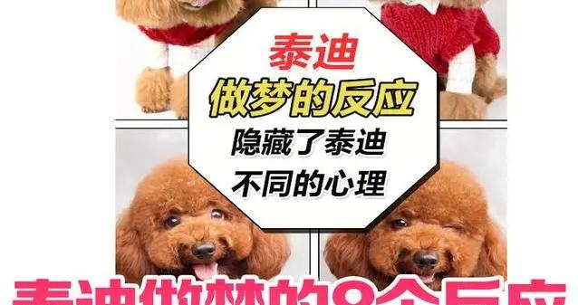 泰迪夢裏爪子亂抓，8種反應揭祕，它的心思你真懂嗎？