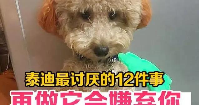 泰迪12個“雷區”你踩過幾個？小心它翻臉不認人！