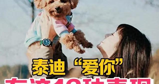 泰迪有多愛你？12種表現藏不住，你家狗狗中了幾條？