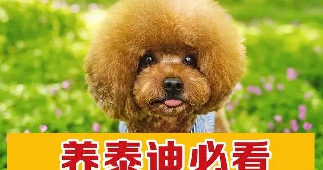 泰迪不聽話亂跑？10個妙招讓它乖乖，養狗超省心