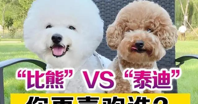 泰迪比熊大PK，7個差異揭祕，你會選誰？