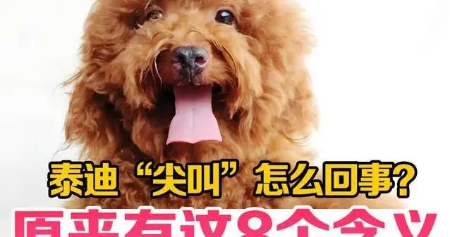泰迪犬突然尖叫嚇壞主人，8個原因揭祕，你家狗中招了嗎？
