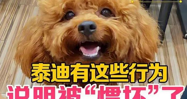 泰迪隨地亂尿還護食？3個月改掉壞習慣，家更和諧