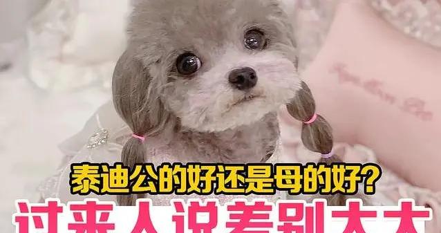 公泰迪活力爆棚，母泰迪溫柔省心，你選哪隻？