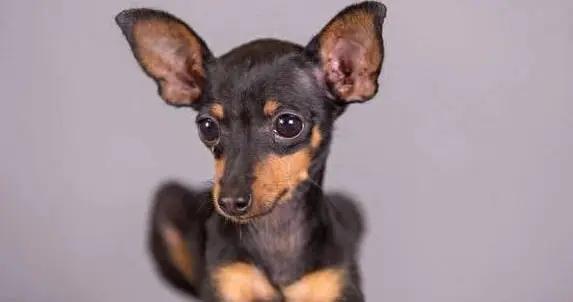 小鹿犬看家超厲害，粘人又聰明，你家缺一隻嗎？
