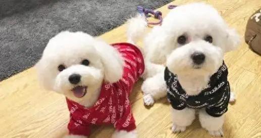 比熊不拆家還超聽話？7個表現看出家教好，你家上榜了嗎？