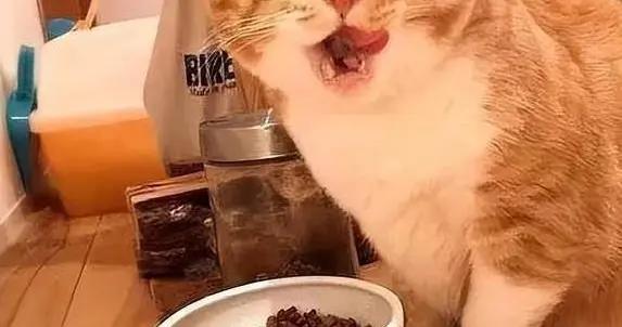 貓咪喫錯一口飯，壽命悄悄減半年，你還在犯錯嗎？
