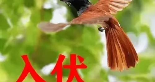 沁園春·入伏