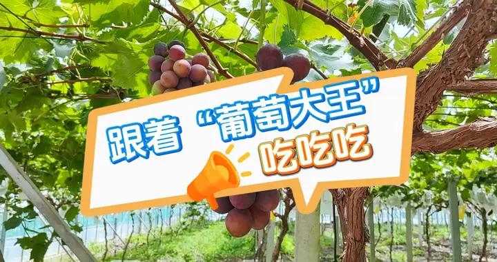 從“葡萄大王”盧玉金手中，搶一口施泉葡萄的盛夏鮮