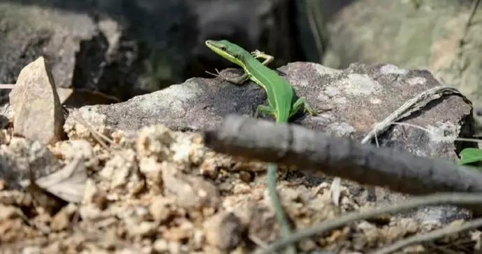 新記錄！中國特有物種：崇安草蜥