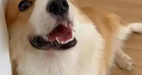 柯基瘦成小竹竿？5招讓它胖得萌翻天！