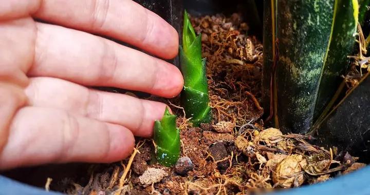 虎皮蘭有“2喜2怕”，難怪不愛長側芽，趕緊糾正