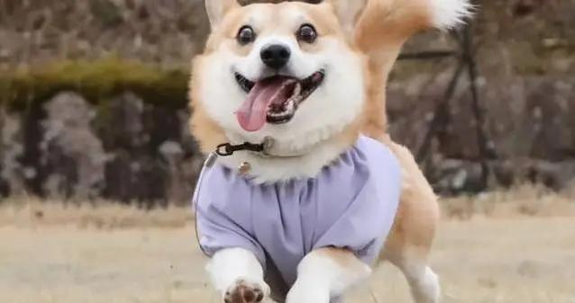 柯基黏人有多誇張？5個表現揭祕，它只認這個主人！