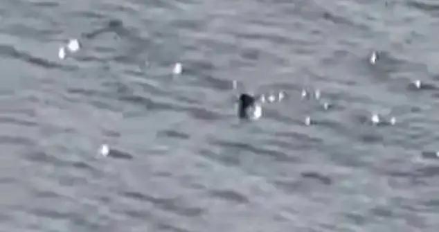 “尼斯湖水怪”再次出沒引發熱議：這到底是什麼？