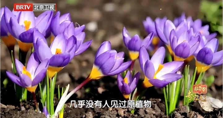 身體有瘀的人，用這天然軟黃金泡水喝，超養人！活氣血、寧心神