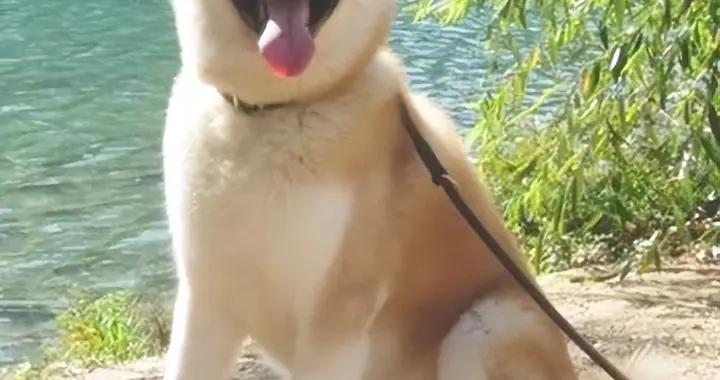 秋田犬骨骼脆弱怎麼辦？喫什麼狗糧好？推薦什麼狗糧？