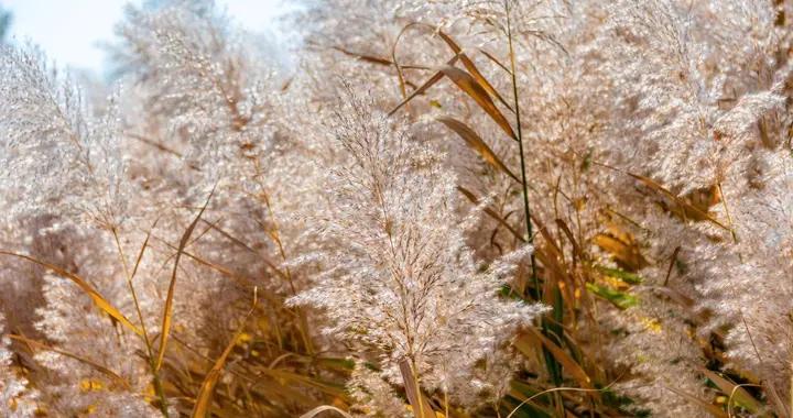 七律·晚秋蘆葦