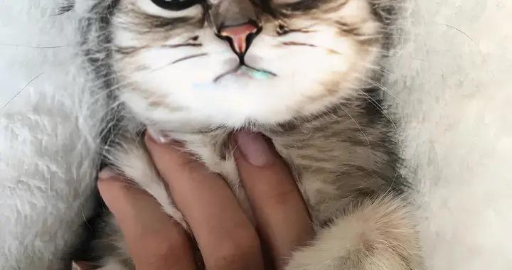 蘇格蘭摺耳貓骨骼脆弱喫什麼貓糧好？養護骨骼貓糧有哪些？