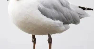 爲了不讓海鷗認出自己,他戴上了鬼面具