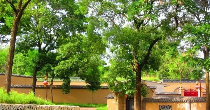 “門前有好樹，後代一直富”? 3種樹陪你一輩子，比存款還“金貴”