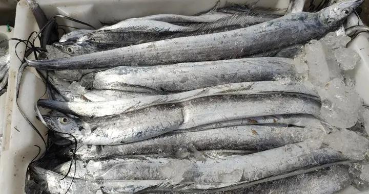 買帶魚，碰到這“4種”帶魚轉身就走，再便宜也別買，少花冤枉錢