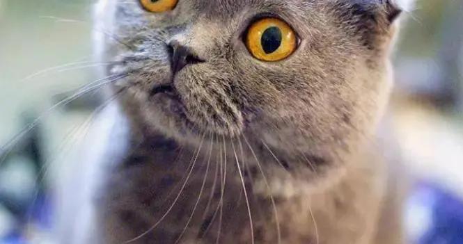 最新的11個笑到肚子疼的幽默短笑話,笑點拉爆,笑到抽筋眼淚流