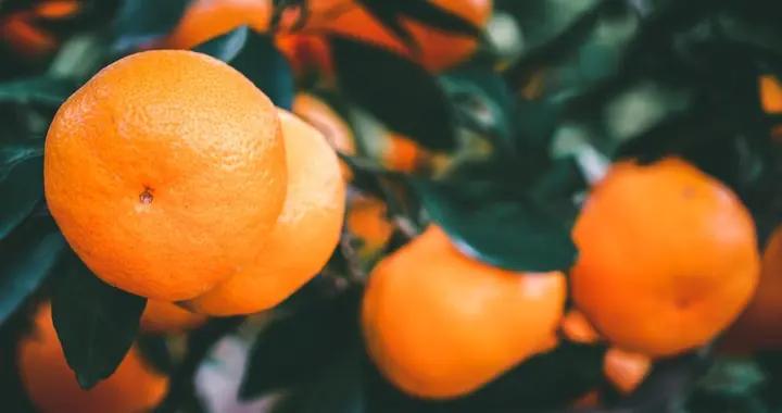 散文·金秋橘黃