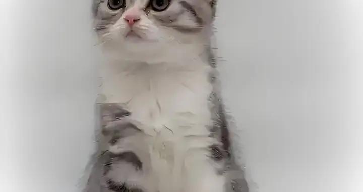 蘇格蘭摺耳貓淚痕嚴重喫什麼貓糧？緩解淚痕貓糧有哪些？