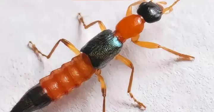 4歲女孩沾上隱翅蟲導致皮膚潰爛，醫生：別拍打！牢記3步可救命