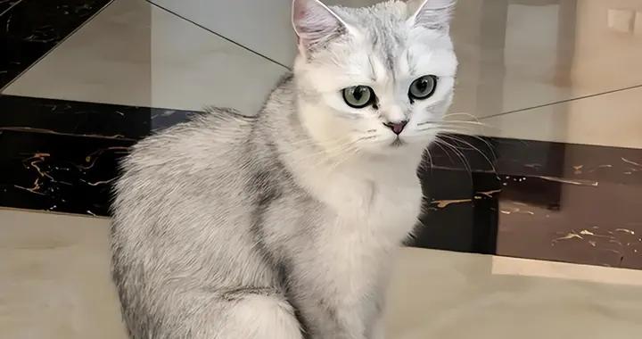 銀漸層有毛球症喫什麼貓糧？幫助排毛貓糧有哪些？