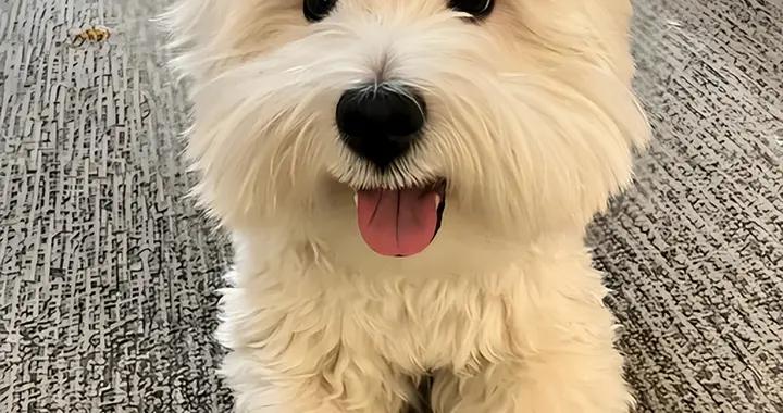 想要控制西高地的體重，有哪些牌子的狗糧好？