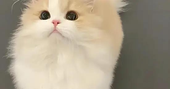 貓咪有毛球症怎麼辦？喫什麼貓糧好？有什麼推薦的貓糧？