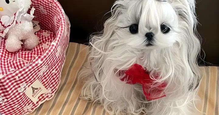 西施犬挑食嚴重喫什麼狗糧?適口性好狗糧有哪些?