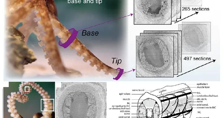 向章魚“取經”,3D打印出能抓蛋黃的水凝膠抓手