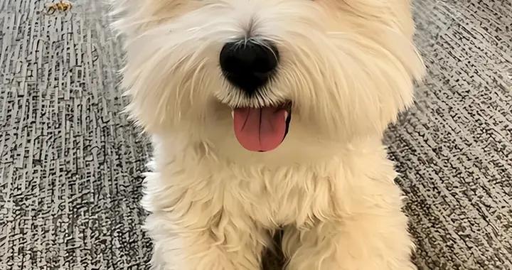 西高地嘔吐拉稀喫什麼狗糧?養護腸胃狗糧有哪些?