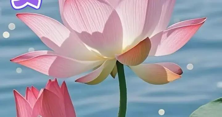 週二早安問候美圖|日日皆好 歲歲平安