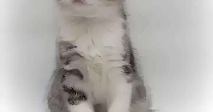 蘇格蘭摺耳貓肥胖喫什麼貓糧好?有什麼牌子的貓糧好?