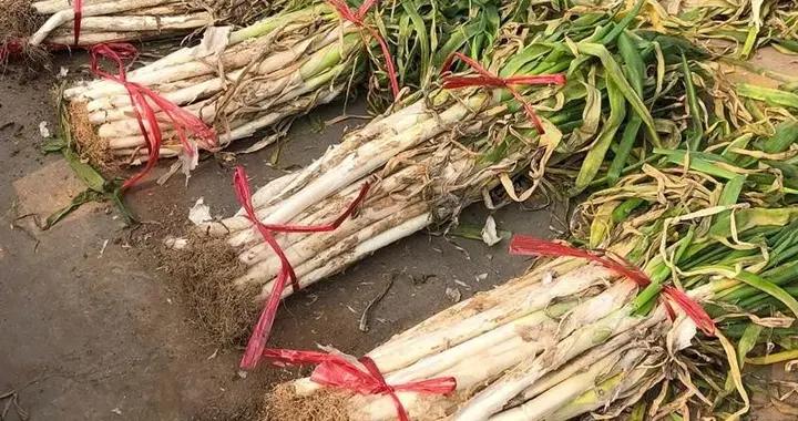 買回來的大蔥，別隨便放地上！教你保存大蔥技巧，放一冬天也新鮮