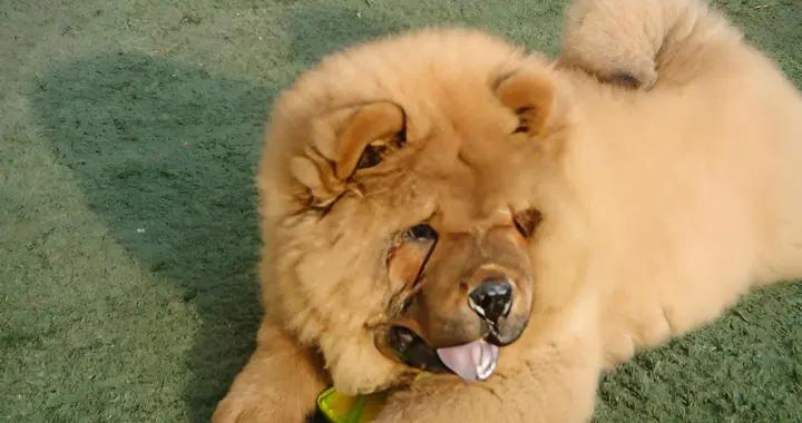 鬆獅骨骼脆弱怎麼辦?喫什麼狗糧好?快碼住!